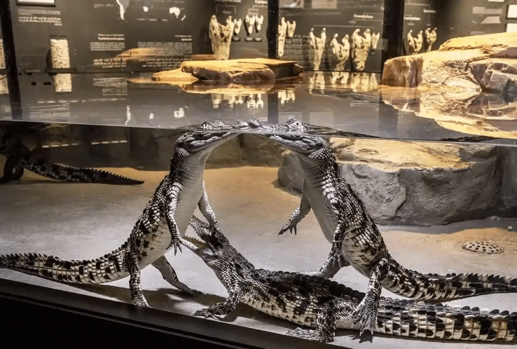 Dubai Crocodile Museum