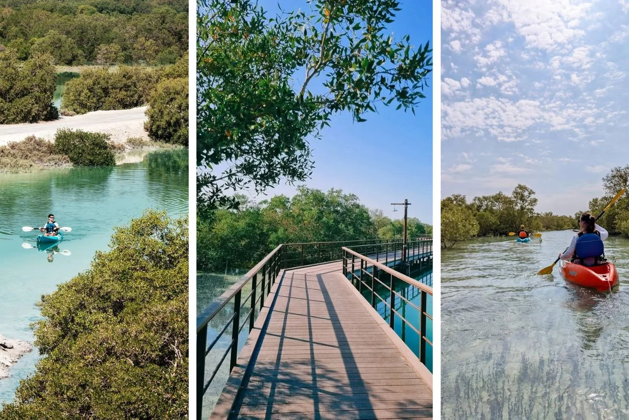 Free Entry to Abu Dhabi’s Secret Jubail Mangrove Park? Know Full Details 4 Triptych of outdoor scenes: Left, a person kayaks on clear water surrounded by mangroves. Center, a wooden boardwalk under a blue sky. Right, two people kayak through calm, reflective waters. Vibrant, serene, and natural.