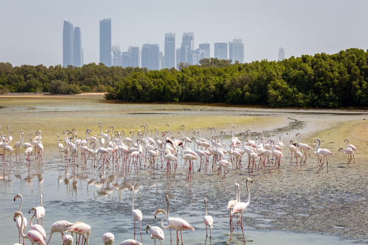 Ras al Khor Wildlife Sanctuary: Paradise for Bird Lovers in Dubai 2 Ras al Khor Wildlife Sanctuary: Paradise for Bird Lovers in Dubai