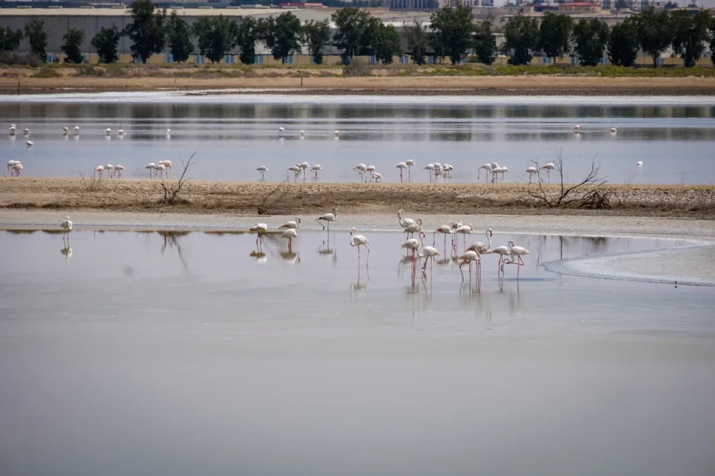 15 Amazing Free Things to Do in Abu Dhabi Without Spending a Dirham! 7 Al Wathba Wetland Reserve