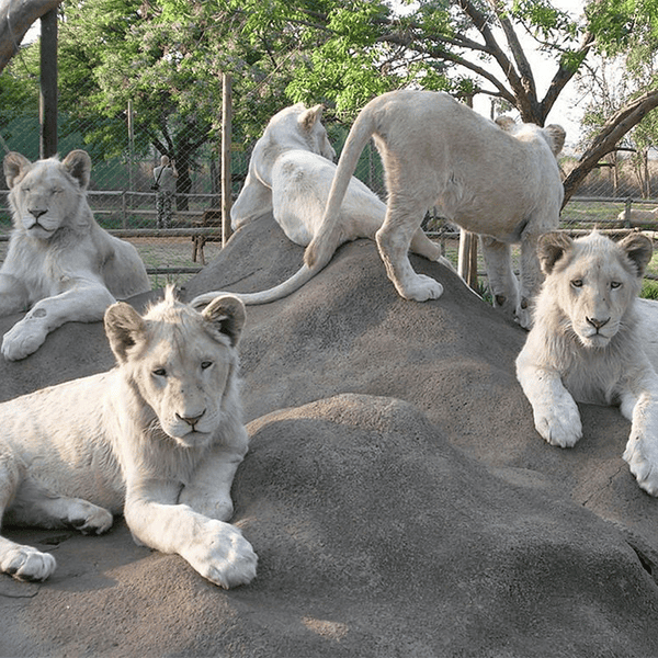 The Zoo Wildlife Park