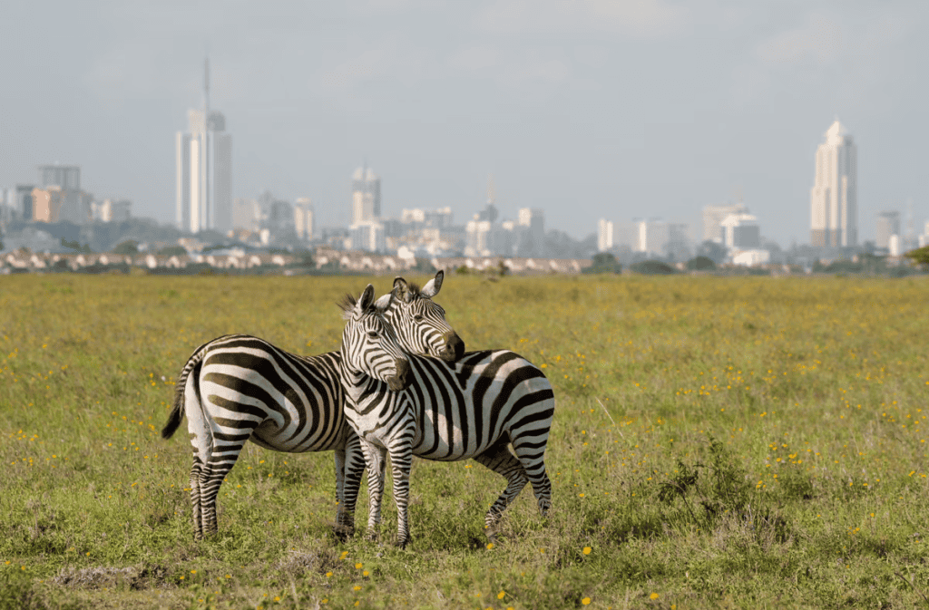 flydubai expands flights from Dubai to Nairobi and Mombasa 4 flydubai