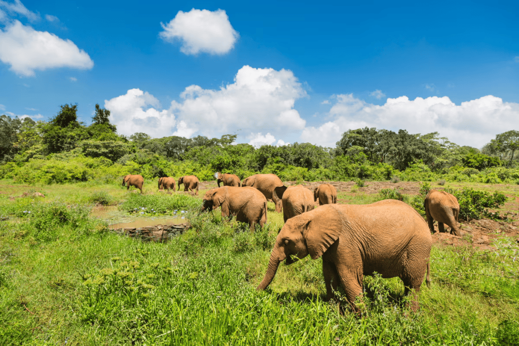 flydubai expands flights from Dubai to Nairobi and Mombasa 3 flydubai