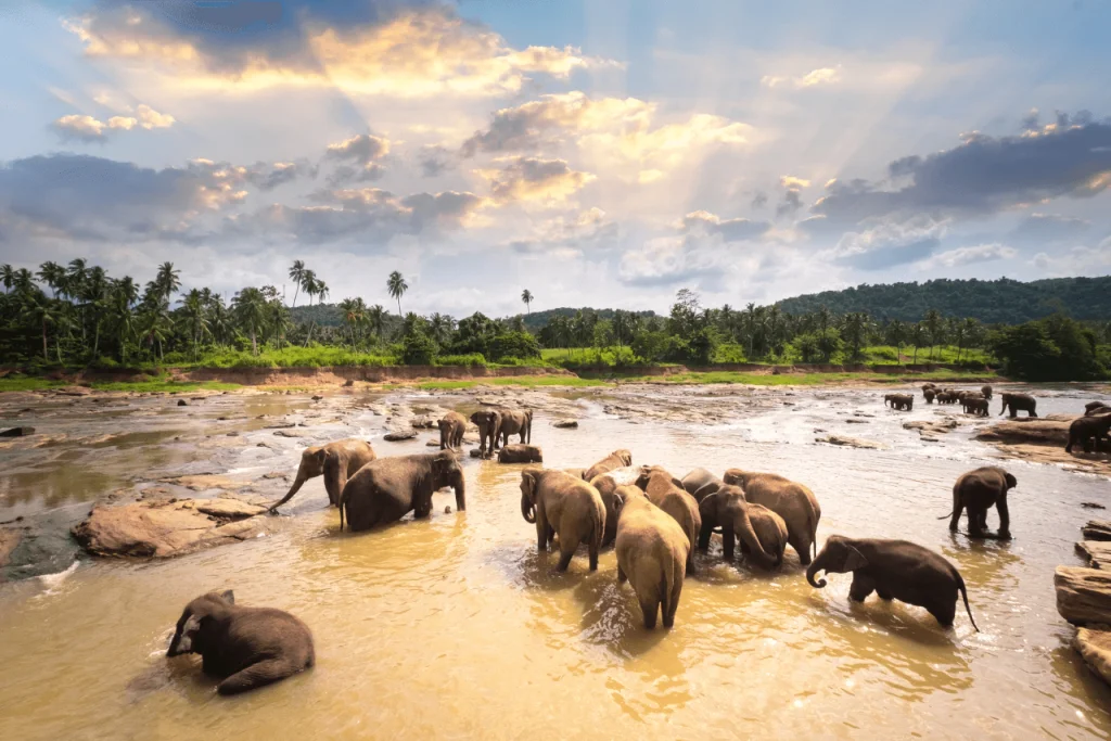 No Visa, No ETA: Sri Lanka Entry Rules for Indian Travellers Relaxed 2 Sri Lanka Entry Rules for Indians: No Visa, No ETA Required in 2026