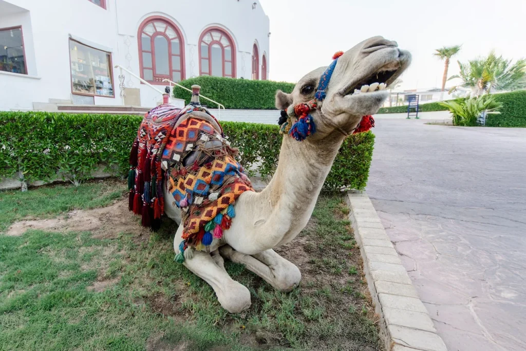 Best farmhouse stays in Dubai for families