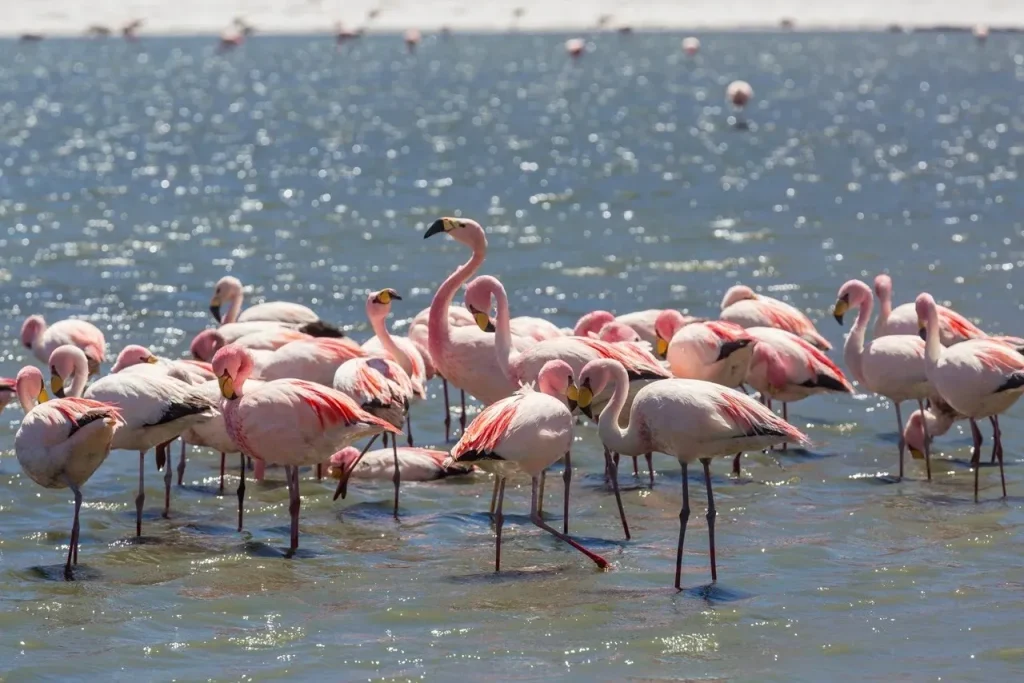 Pink Paradise: Plan Your Visit to Most Serene Flamingo Lake Dubai 1 Flamingo Lake Dubai