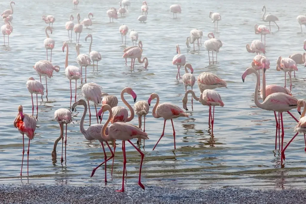 Pink Paradise: Plan Your Visit to Most Serene Flamingo Lake Dubai 2 Flamingo Lake Dubai