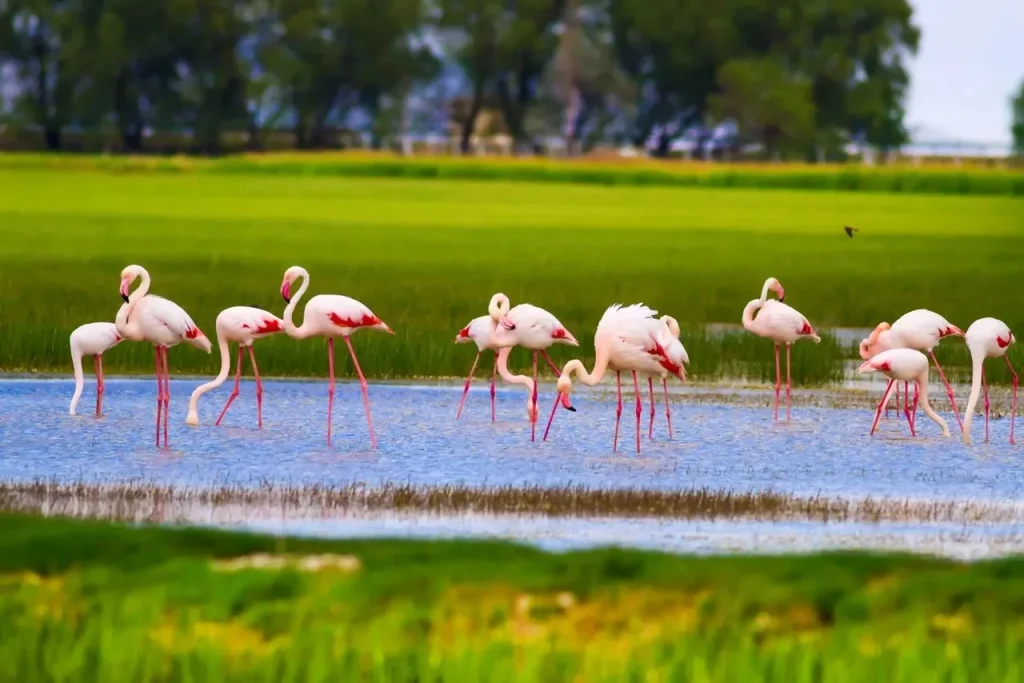 Pink Paradise: Plan Your Visit to Most Serene Flamingo Lake Dubai 3 Flamingo Lake Dubai