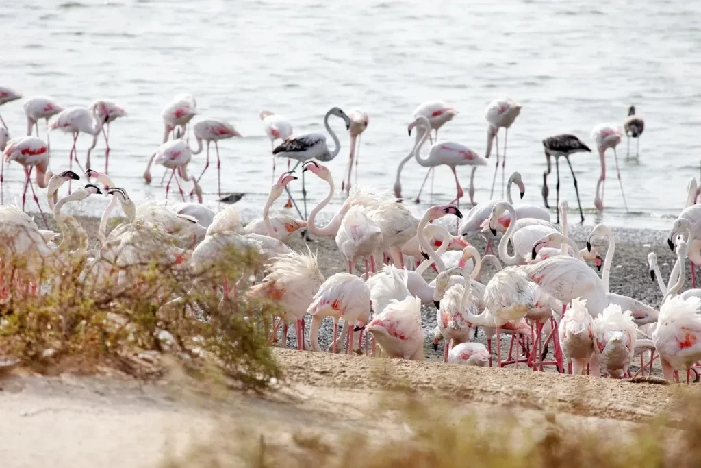 Pink Paradise: Plan Your Visit to Most Serene Flamingo Lake Dubai 4 Flamingo Lake Dubai