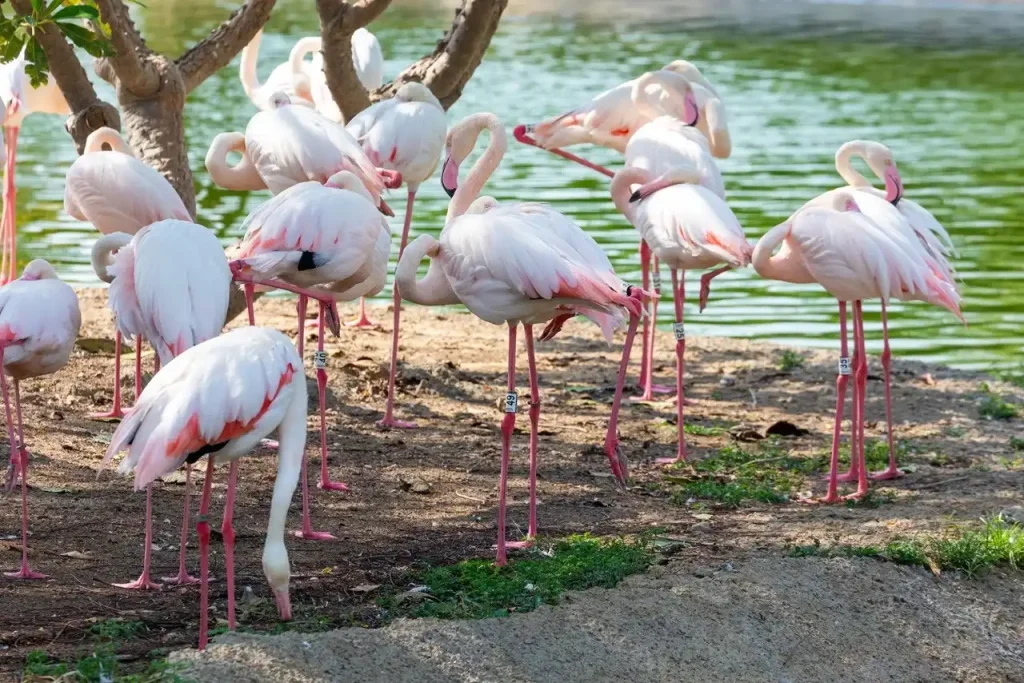 Pink Paradise: Plan Your Visit to Most Serene Flamingo Lake Dubai 5 Flamingo Lake Dubai