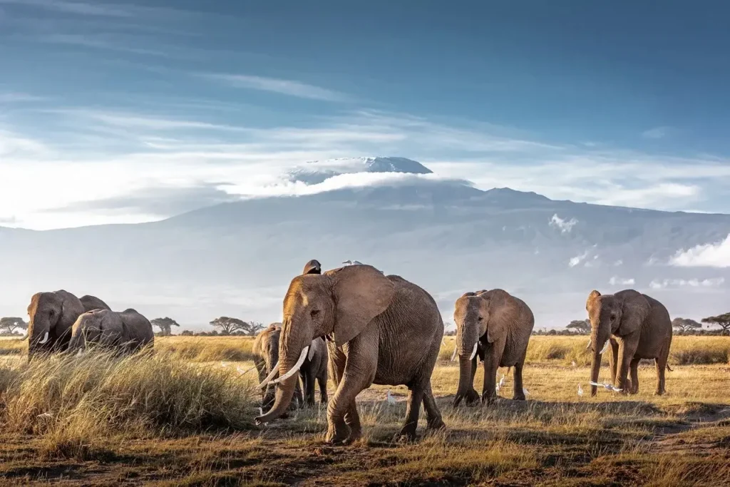 Tanzania Tourist Visa for UAE Residents: Complete 2026 Travel Guide 1 Tanzania Tourist Visa for UAE Residents