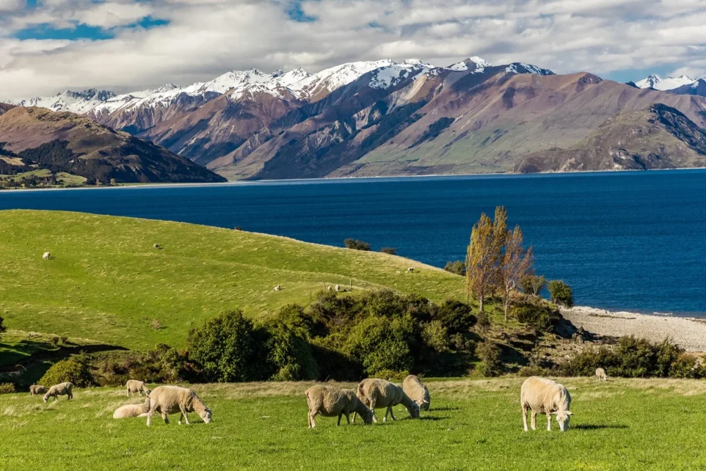 NZeTA for UAE Residents: Complete 2026 New Zealand Travel Guide 3 NZeTA for UAE Residents
