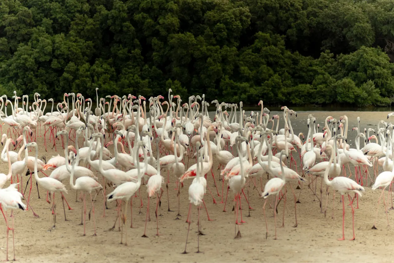 Ras Al Khor Wildlife Sanctuary 2 Travel to Dubai - Ras Al Khor Wildlife Sanctuary - Photo: Untitled design 5