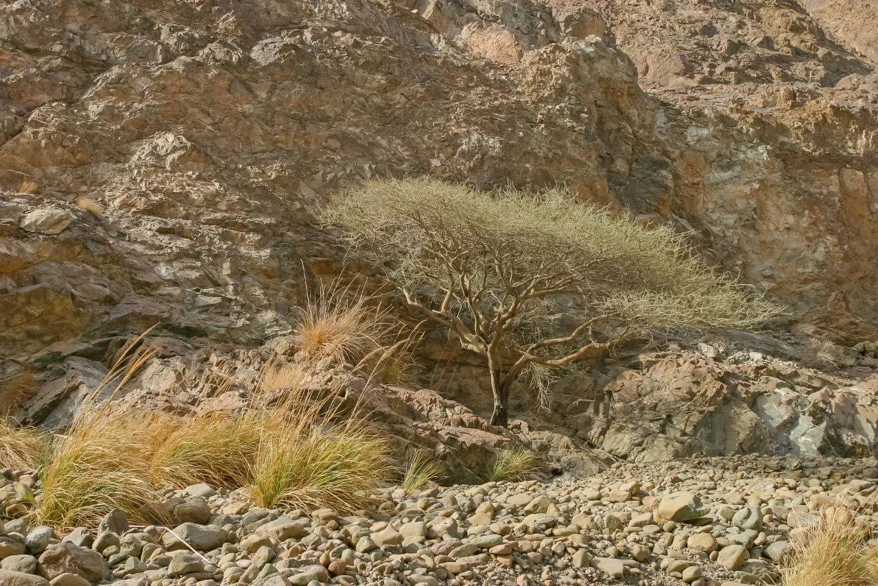 Wadi Wurayah Joins UNESCO World Heritage List: A Hidden Piece of Fujairah Finally Shines 1 Wadi Wurayah Joins UNESCO World Heritage List